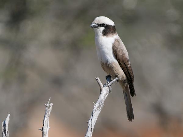 Witkruinklauwier (Eurocephalus anguitimens)